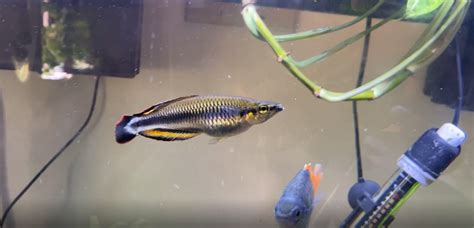 madagascar rainbow fish|Madagascar Rainbow Fish: Complete Guide to Care, & Tank Size.